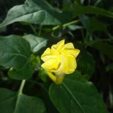 Mirabilis jalapa