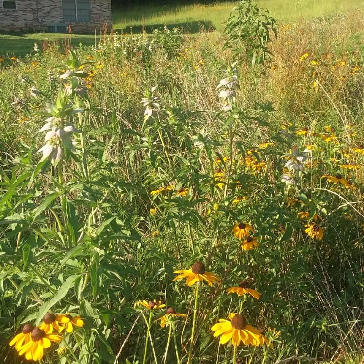 Plant image Salvia Apiana