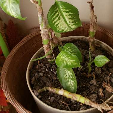 Dieffenbachia