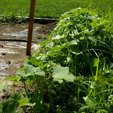 Okra 'Clemson Spineless'