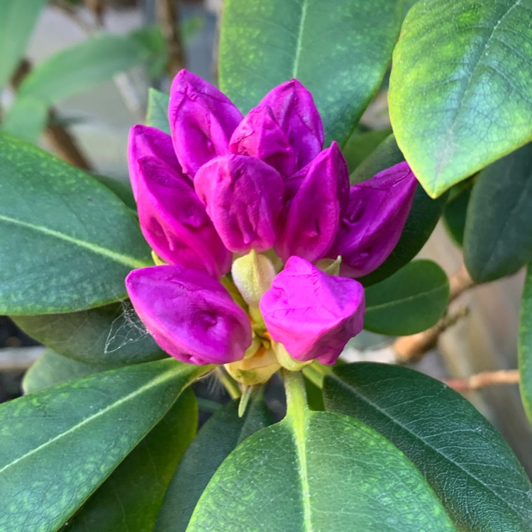 Plant image Rhododendron simsii