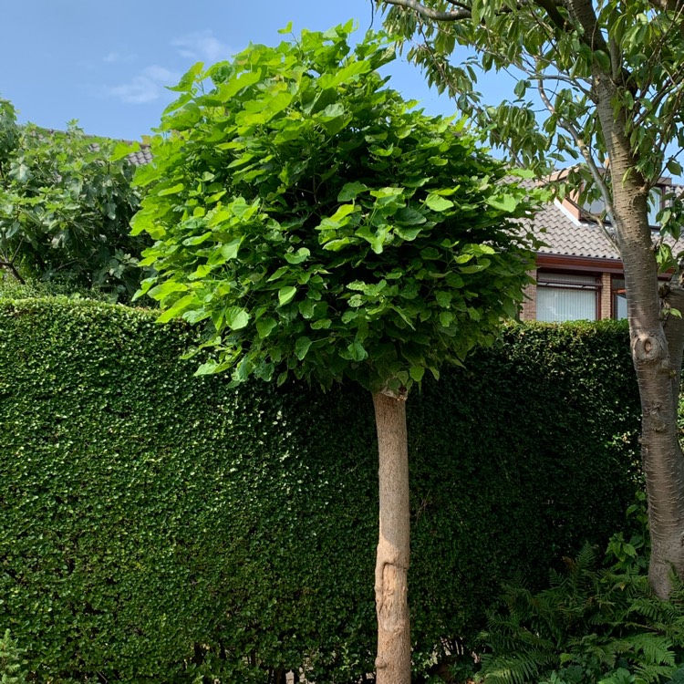 Plant image Catalpa speciosa 'Pulverulenta'