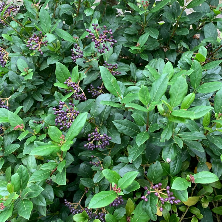 Plant image Viburnum tinus 'Ladybird'