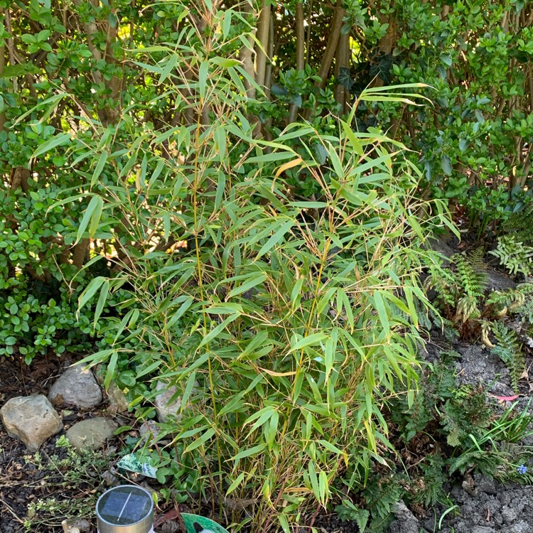 Plant image Arundinaria gigantea