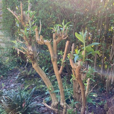 Butterfly Bush 'Dreaming White'