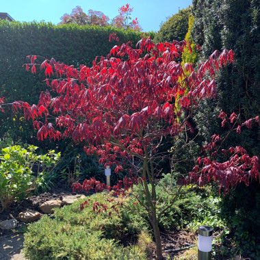 Japanese Maple 'Bloodgood'