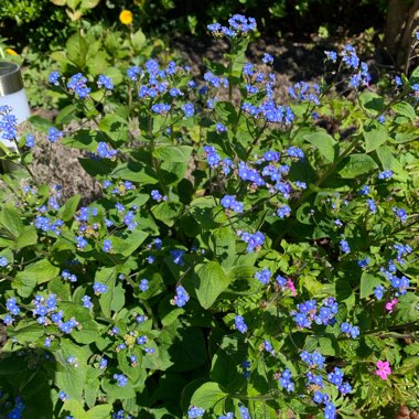 Alpine Forget-me-not