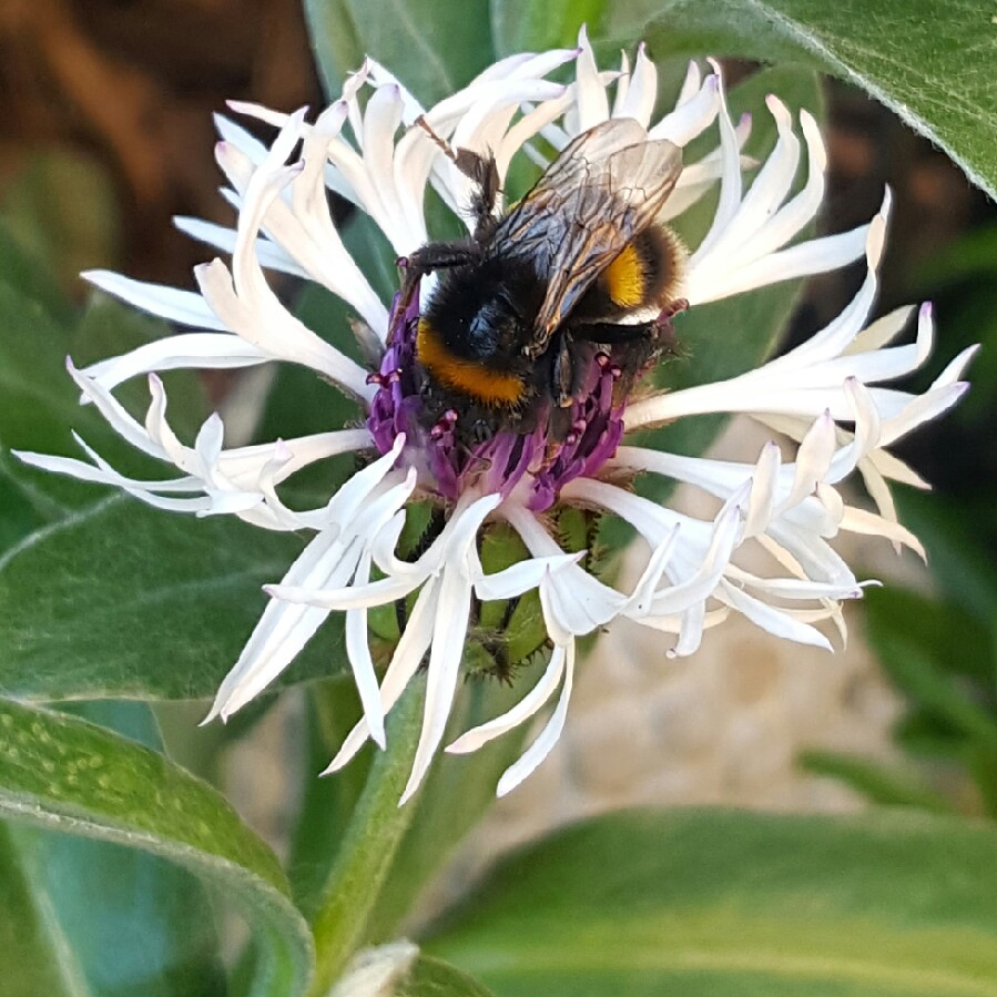 Centaurea montana 'Amethyst In Snow'