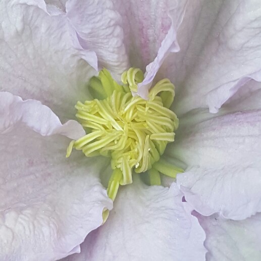 Plant image Clematis 'Chelsea'™ evipo051