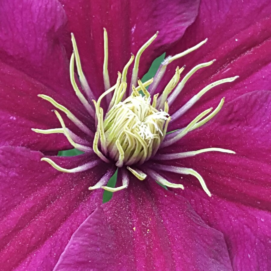 Plant image Clematis 'Niobe'