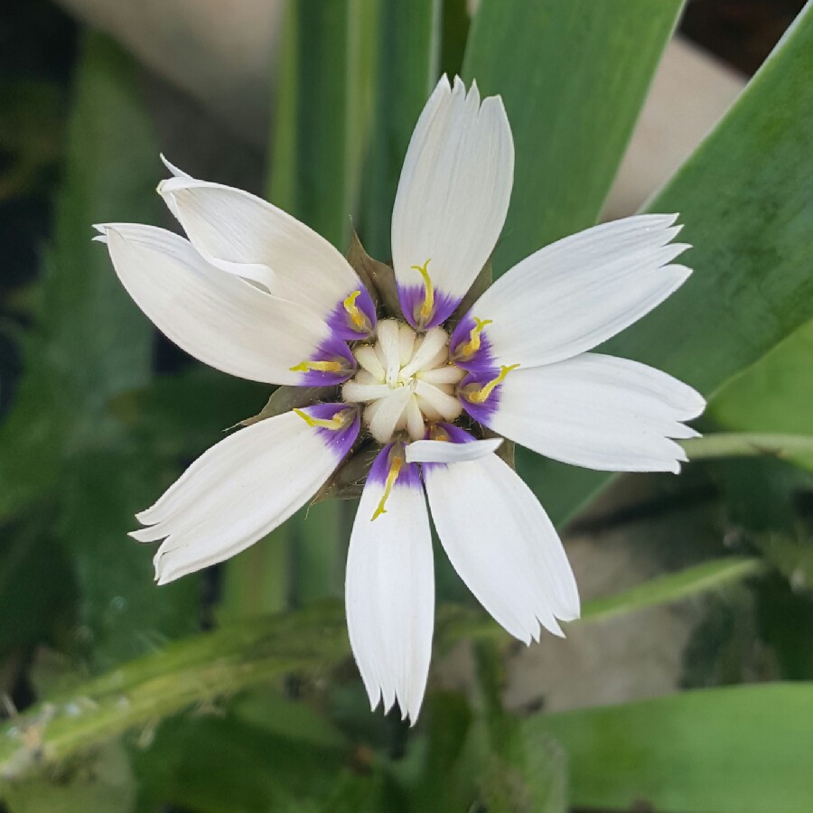 Plant image Catananche Caerulea Alba