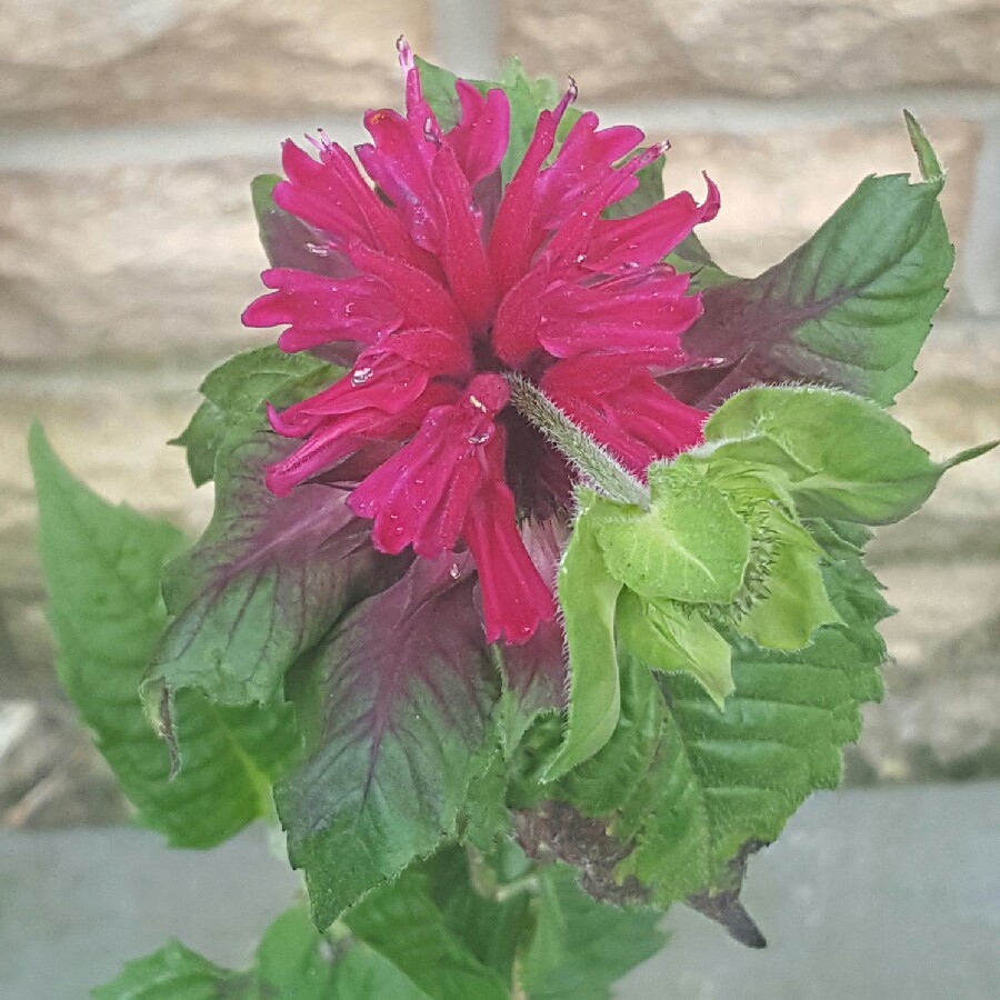 Plant image Monarda 'Fireball'