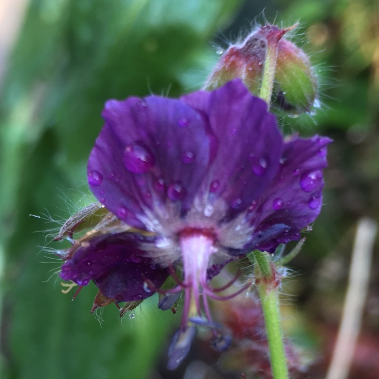 Plant image Geranium phaeum