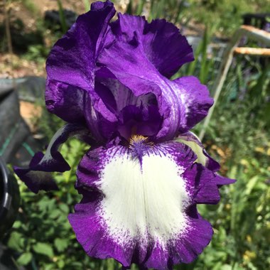 Iris x germanica 'Stepping Out'