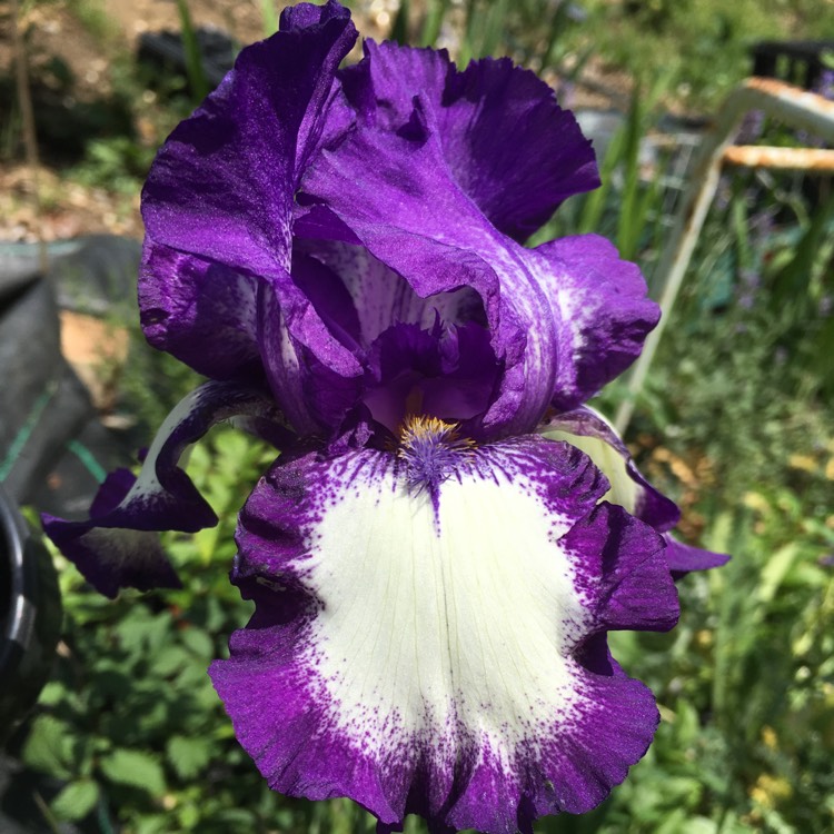 Plant image Iris x germanica 'Stepping Out'