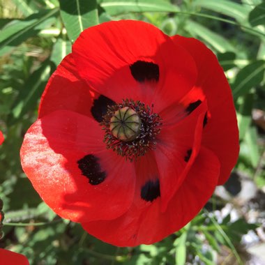 Papaver commutatum 'Ladybird'