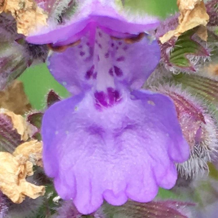 Plant image Nepeta