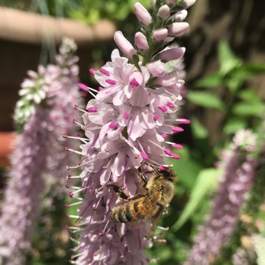 Veronica filiformis 'Fairyland'