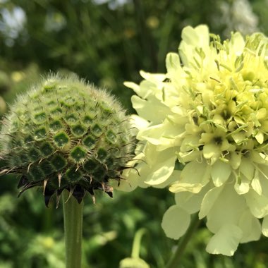 Cephalaria gigantea syn. Cephalaria caucasica ; Cephalaria tatarica