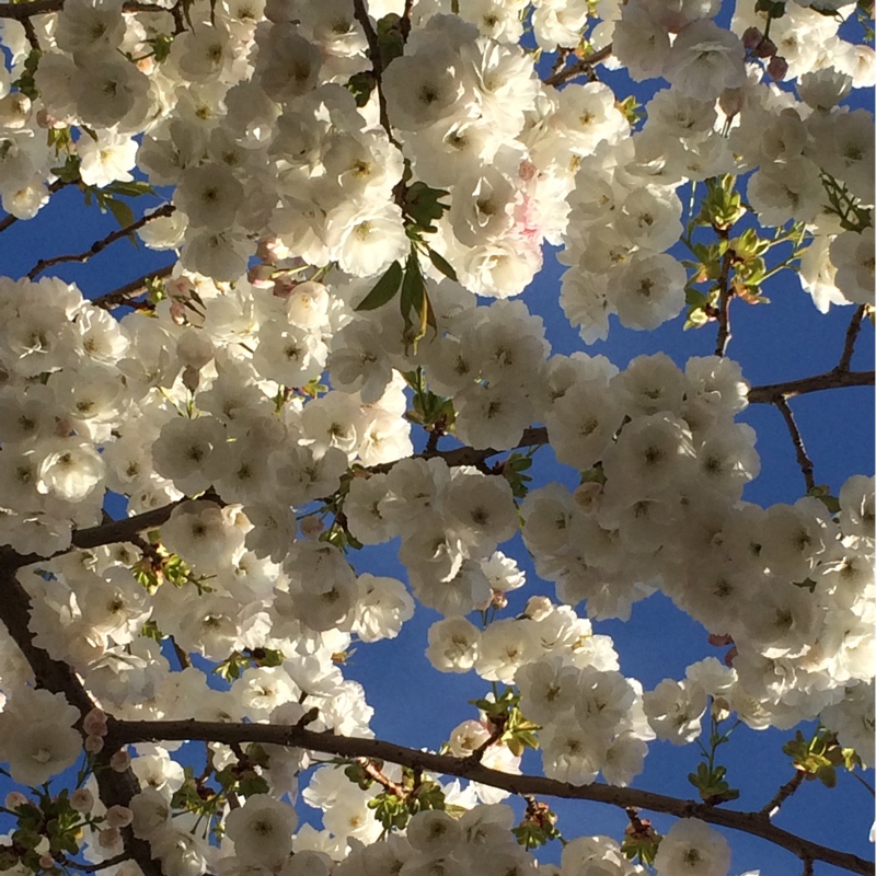 Plant image Prunus 'Shirotae' syn. Prunus serrulata 'Kojima', Prunus 'Mount Fuji'