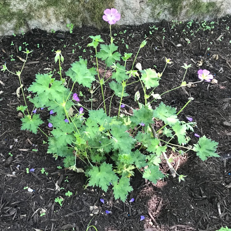 Plant image Geranium himalayense  syn. Geranium grandiflorum