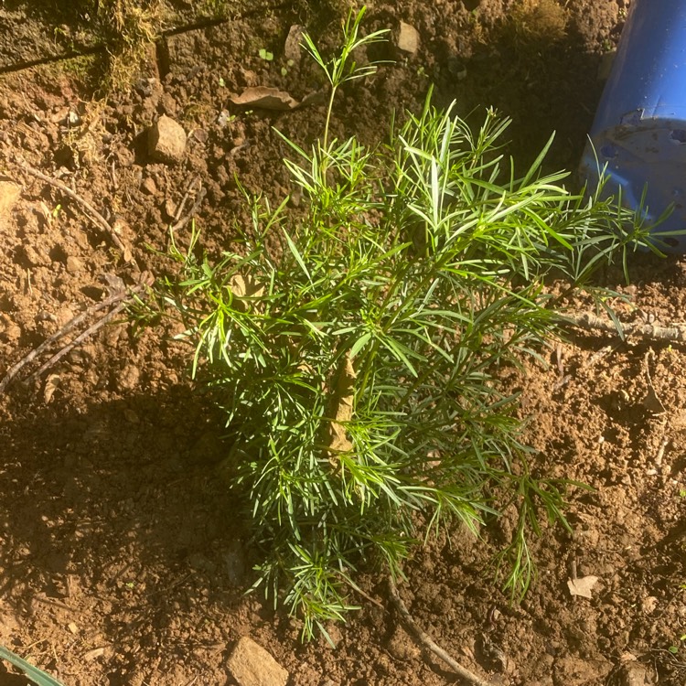 Plant image Coreopsis verticillata 'Moonbeam'