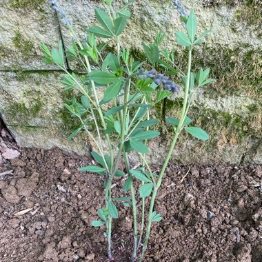 Blue False Indigo