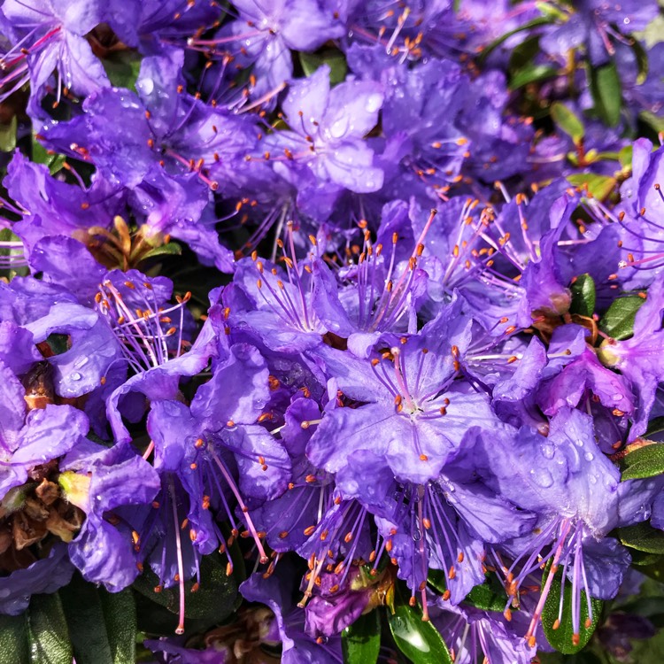 Plant image Rhododendron 'Night Sky'