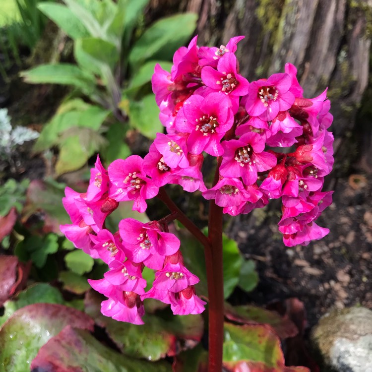 Plant image Bergenia cordifolia 'Vinterglod' syn. Bergenia cordifolia 'Winterglut', Bergenia 'Winterglow'