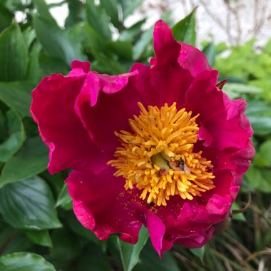 Paeonia 'Blaze'