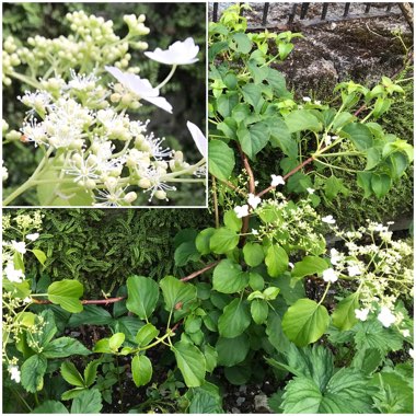 Hydrangea petiolaris  syn. Hydrangea anomala subsp. petiolaris