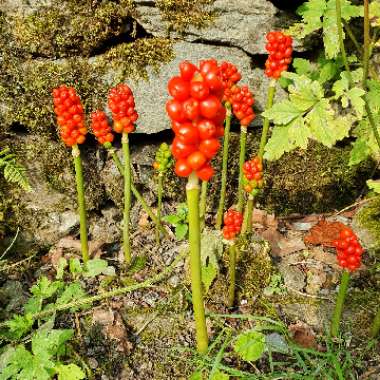 Arum maculatum