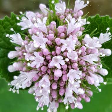 Valeriana 'Spring Sunshine'