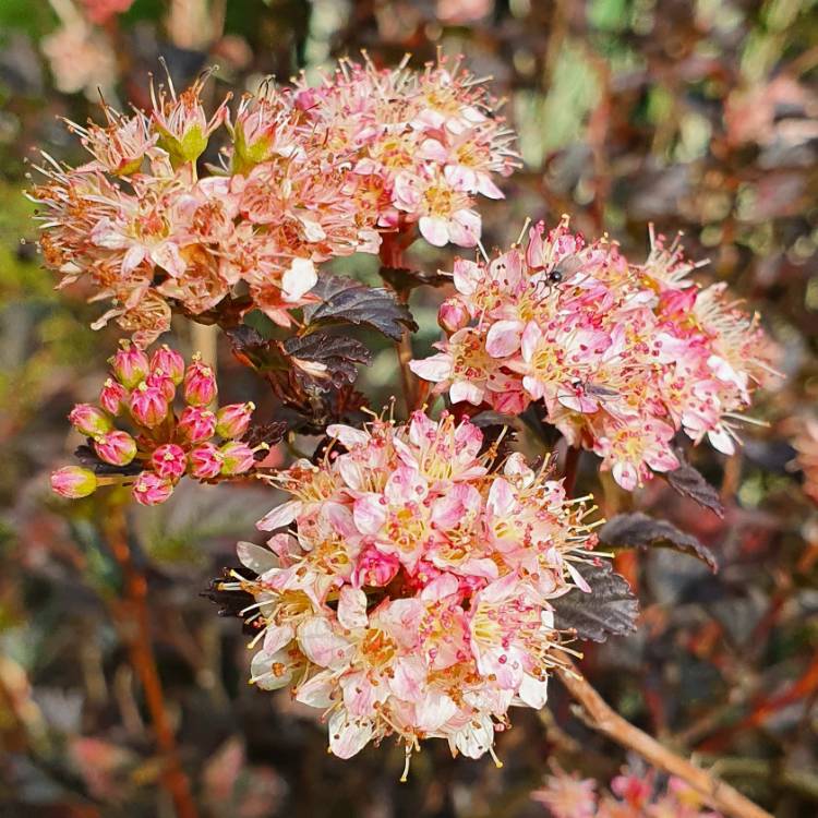 Plant image Physocarpus opulifolius 'Seward' syn. Physocarpus opulifolius 'Summer Wine'