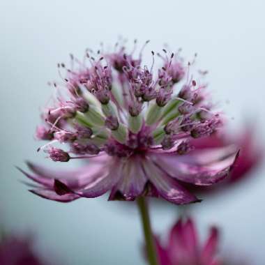 Astrantia major 'Star of Fire'