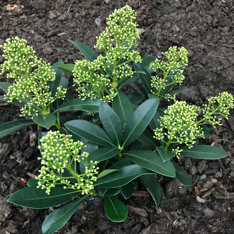 Plant image Skimmia japonica 'Finchy'