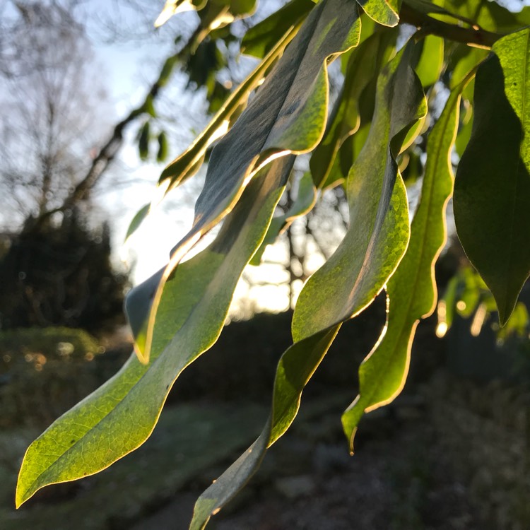 Plant image Rhododendron ponticum 'Roseum'