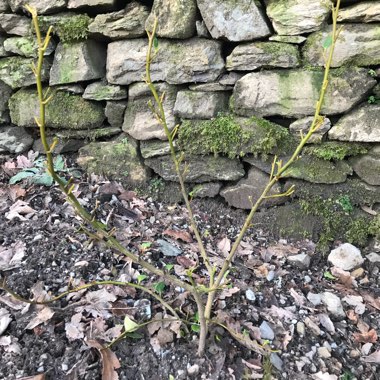 Viburnum tinus