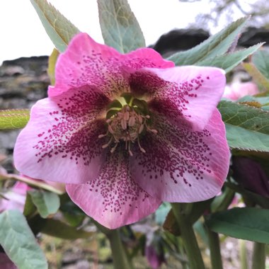 Helleborus x hybridus 'Cotton Candy' (Winter Jewels Series)