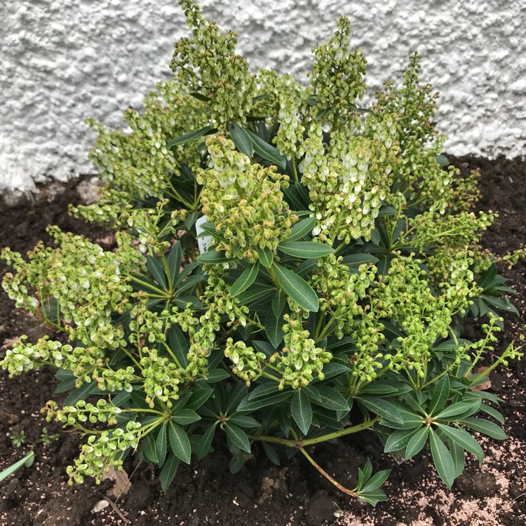 Plant image Pieris japonica 'Purity'