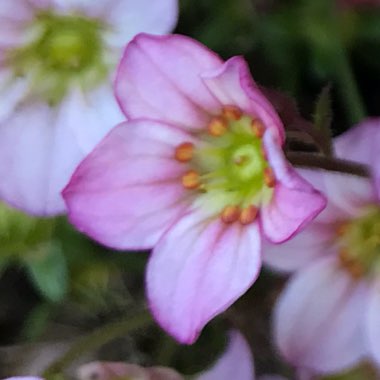 Saxifraga x arendsii 'Alpino Early Picotee'