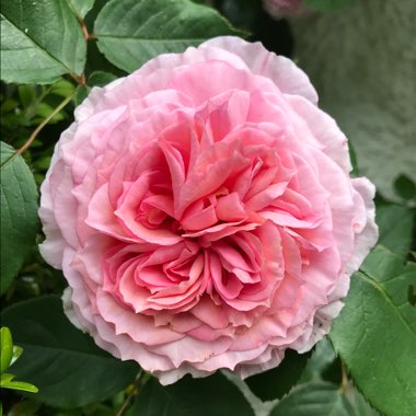 Rosa