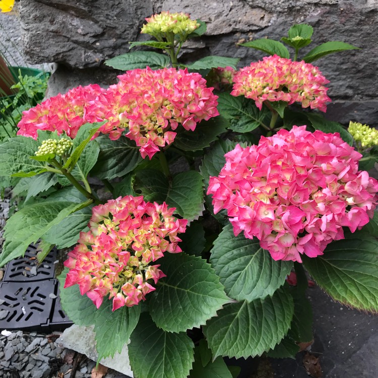 Plant image Hydrangea macrophylla 'Magical Ruby Red'