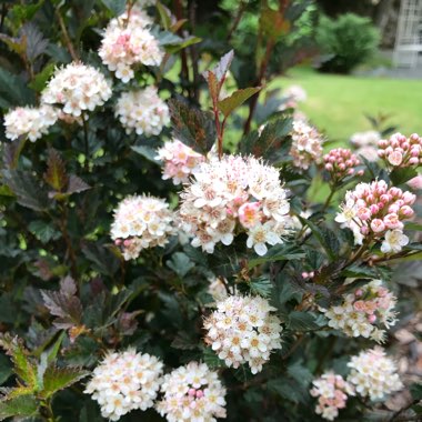 Physocarpus opulifolius 'Seward' syn. Physocarpus opulifolius 'Summer Wine'