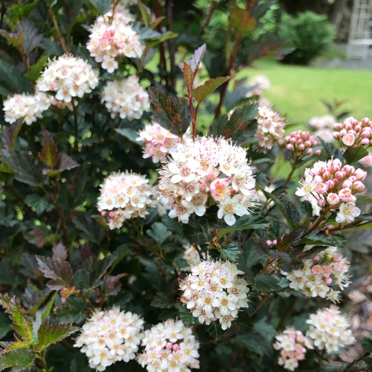 Plant image Physocarpus opulifolius 'Seward' syn. Physocarpus opulifolius 'Summer Wine'