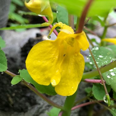 Impatiens balfourii