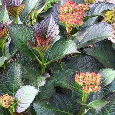 Hydrangea macrophylla 'Dark Angel' (Black Diamonds Series) syn. Hydrangea macrophylla 'Dark Angel Purple', Hydrangea macrophylla 'Dark Purple'