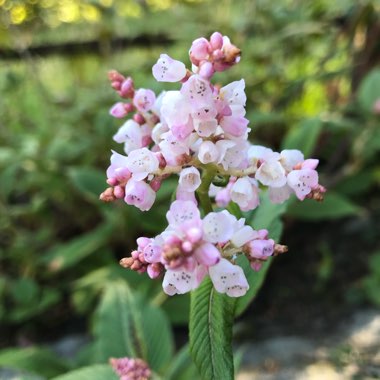 Persicaria campanulata 'Madame Jigard'