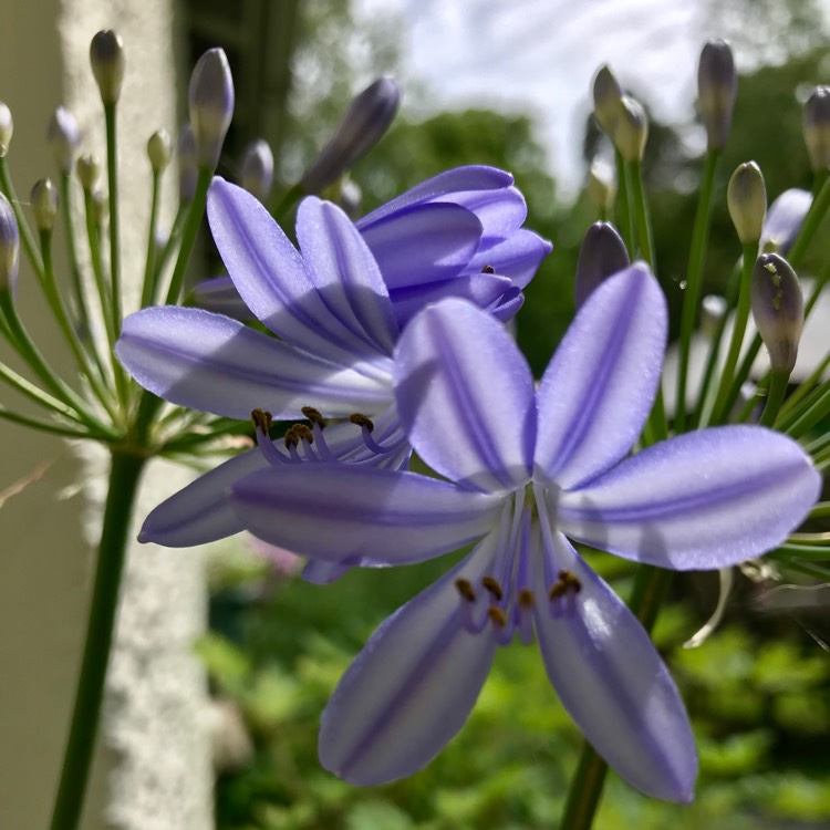 Plant image Agapanthus 'Corag02bl' syn. Agapanthus 'L'Amour d'Ete Blue', Agapanthus 'Amourette Blue'