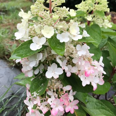 Hydrangea paniculata 'Pinky Winky'